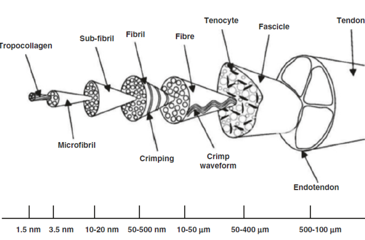 The Biomechanics of the Knee chapter